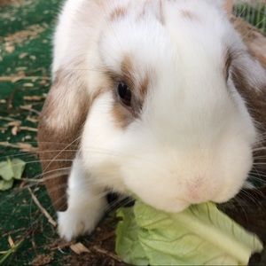 Meet your Posher, Audrey